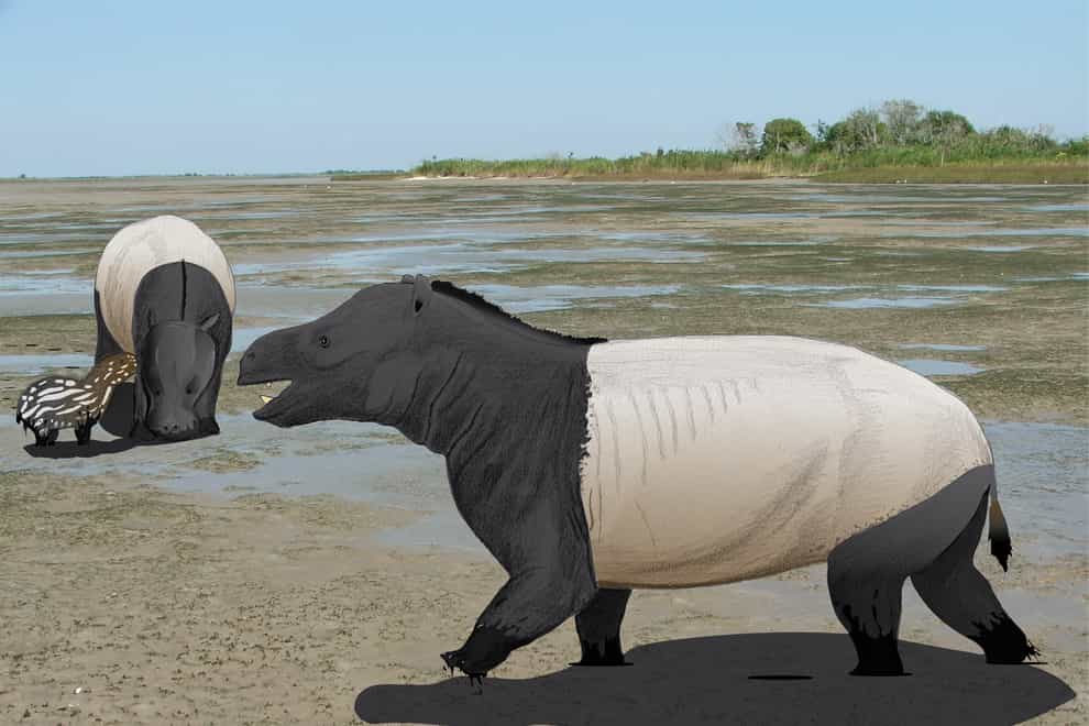 A reconstruction of the brown-bear-sized mammals, Coryphodon