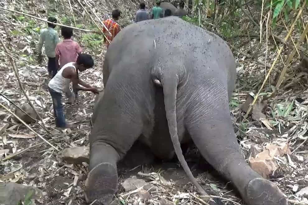 A dead elephant