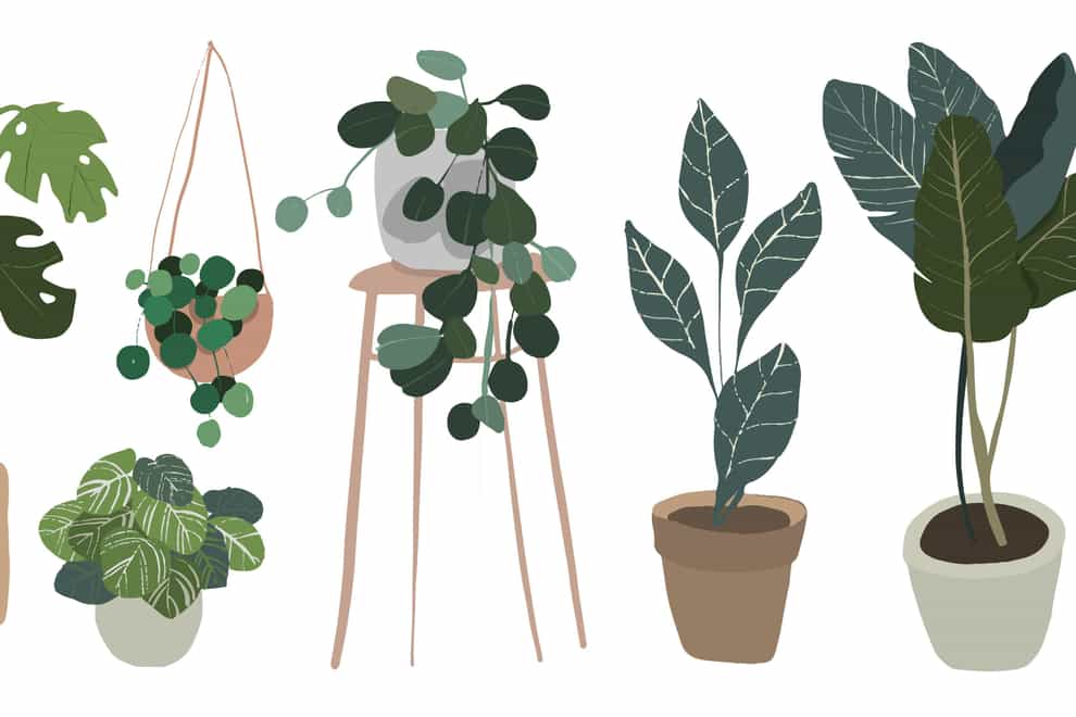 Set of indoor plants in pots. Illustration