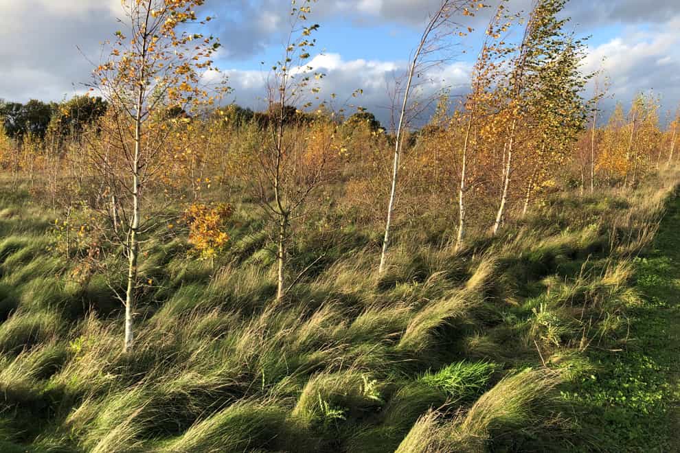 Young silver birch trees on land which was farmland