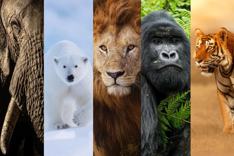 The New Big Five animals chosen by wildlife lovers around the world have been revealed (New Big 5/PA)