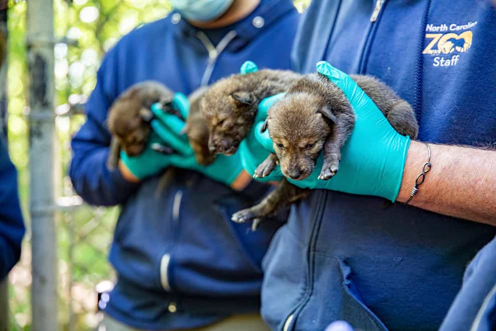 Several American red wolf pups were born at a zoo in late April