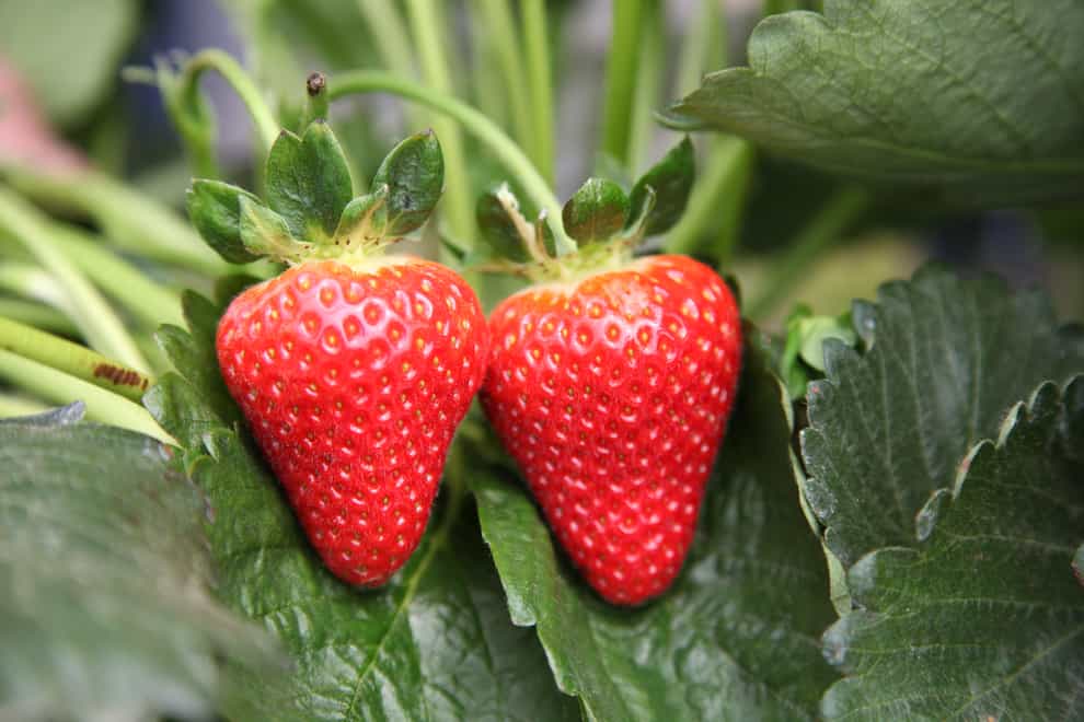 British strawberries (British Summer Fruit/PA)