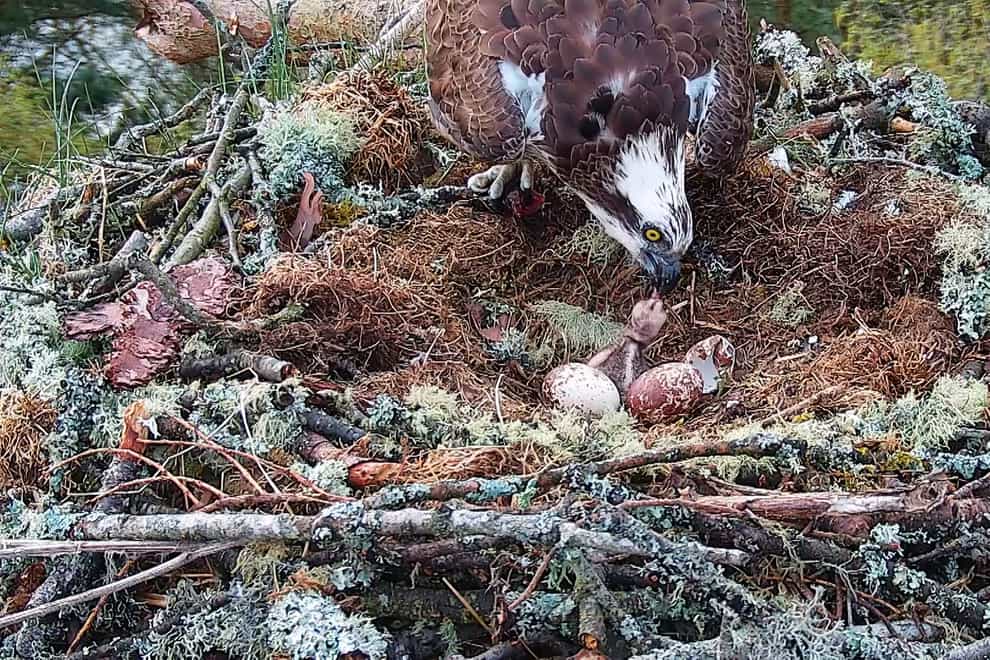 The osprey chick at Loch of the Lowes