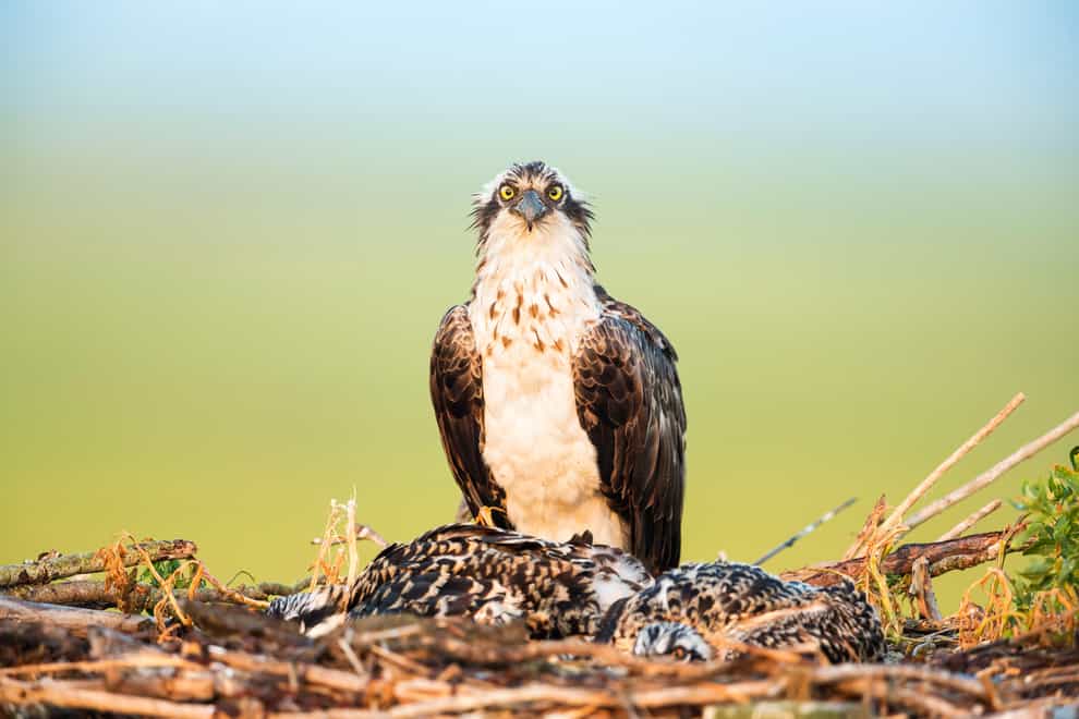 An osprey on its nest