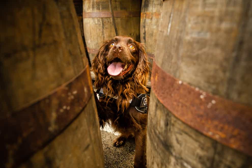 Rocco the sniffer dog at Grant's Whisky distillery