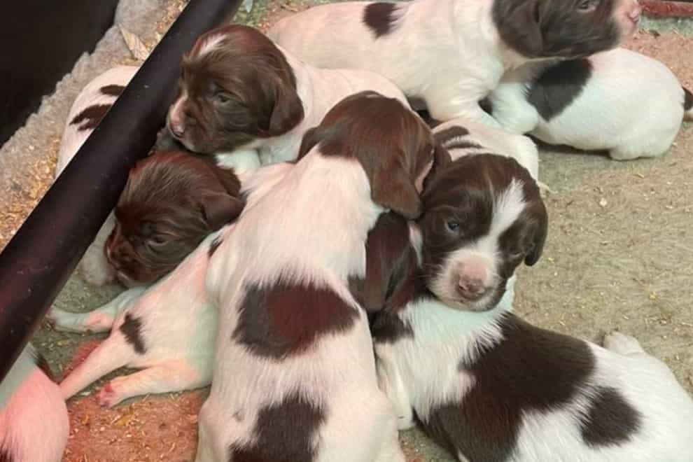 Three new Spaniel puppies will be joining the Met Police as cash seizure dogs