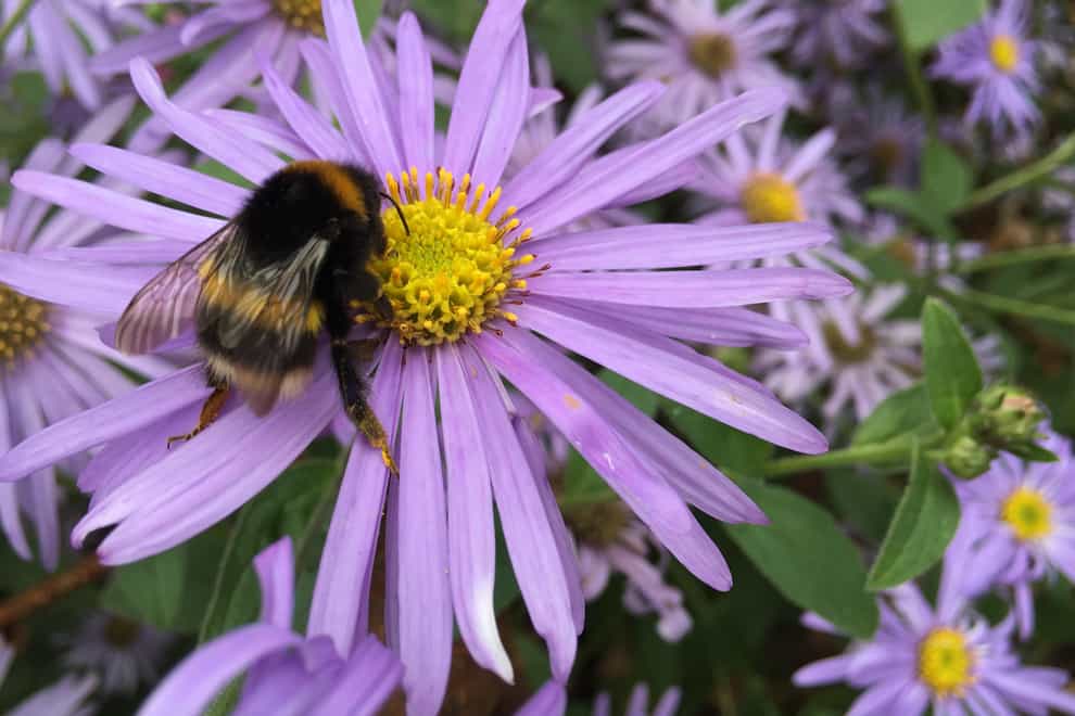 A bee on a pale purple aster flower (Alamy/PA)