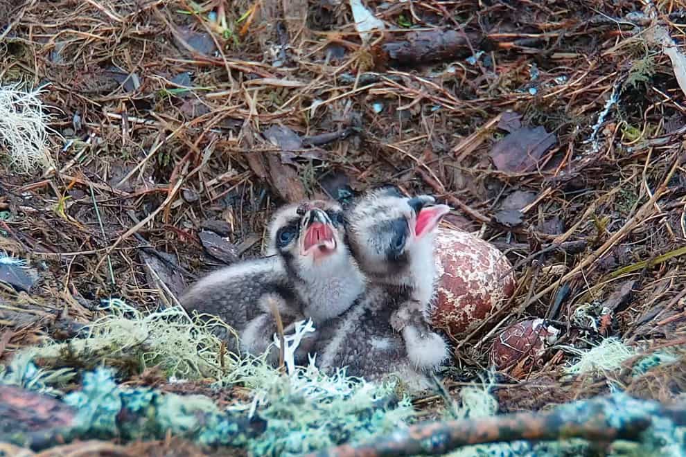 Two osprey chicks