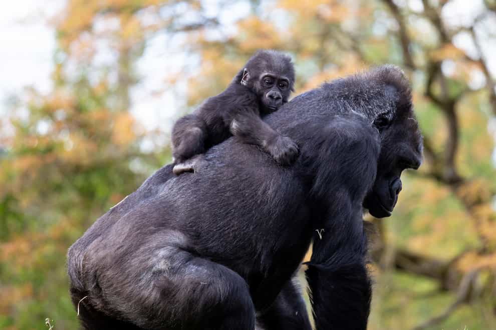 Western lowland gorilla Hasani with his surrogate mother Kera
