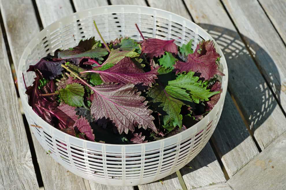 shiso leaves in a basket