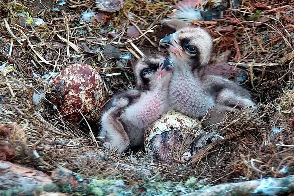 Three chicks in a nest