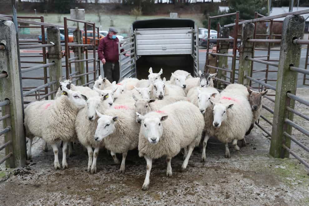 Sheep arrive at Knighton Livestock Market in Powys