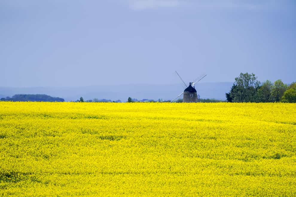 A field of rape seed near the windmill at Great Haseley in Oxfordshire