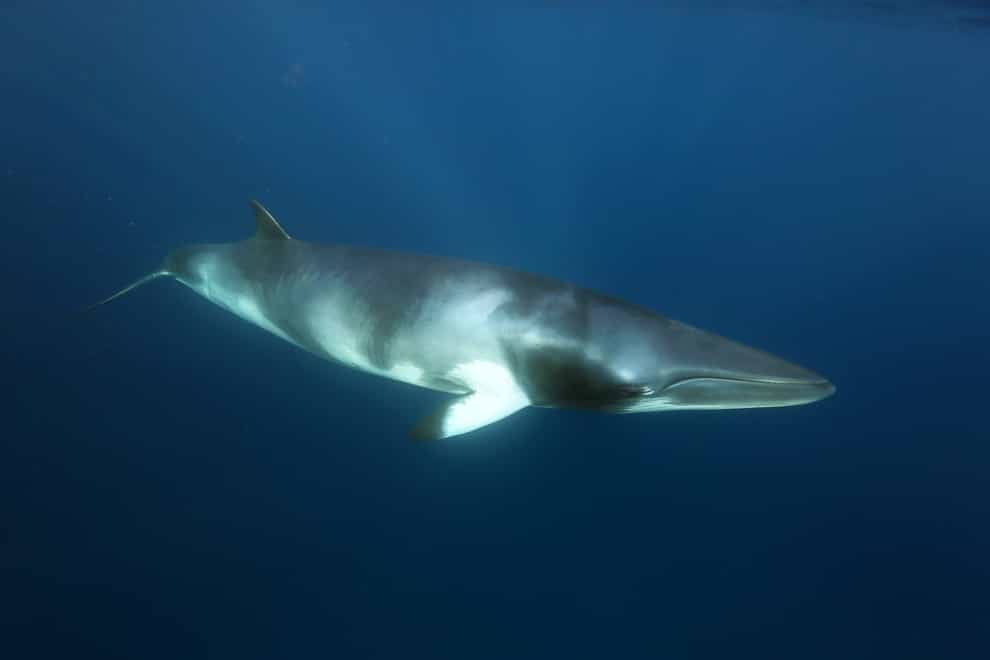 A minke whale, the species which will be captured for the experiment