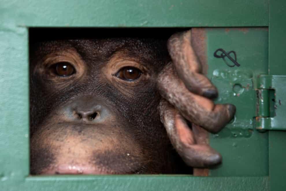 an orangutan in a cage