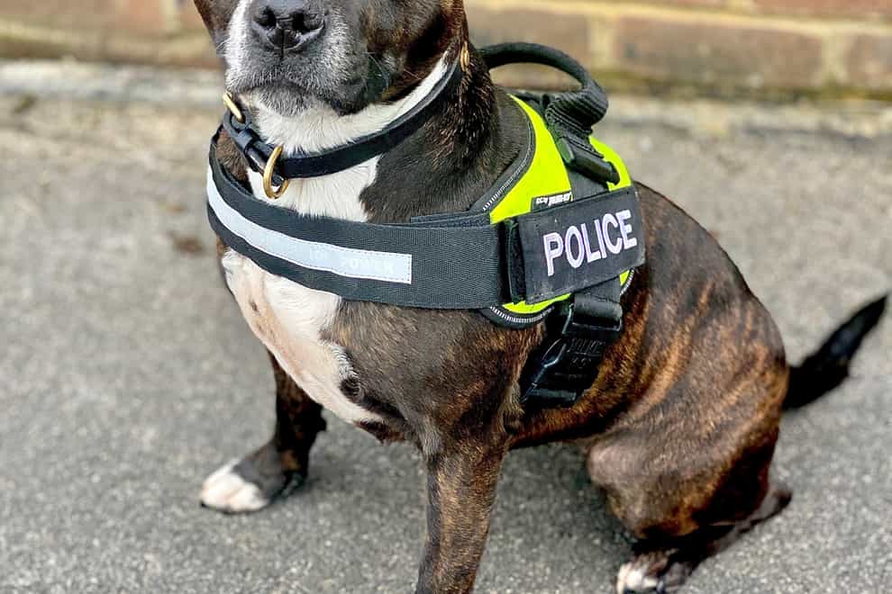 Rescued Staffie becomes police dog