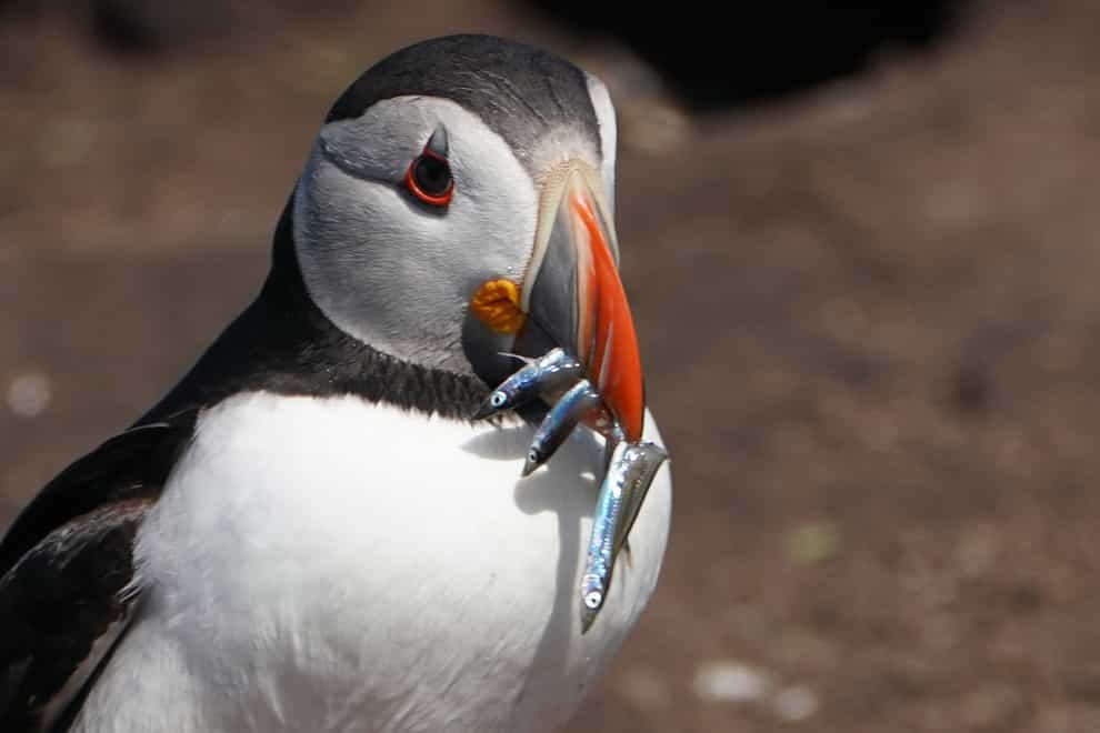 A puffin on the Farne Islands holds fish in its beak