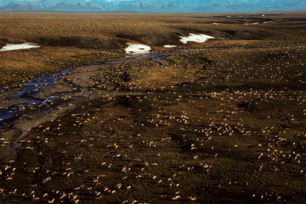 This undated aerial photo provided by US Fish and Wildlife Service shows a herd of caribou on the Arctic National Wildlife Refuge in northeast Alaska