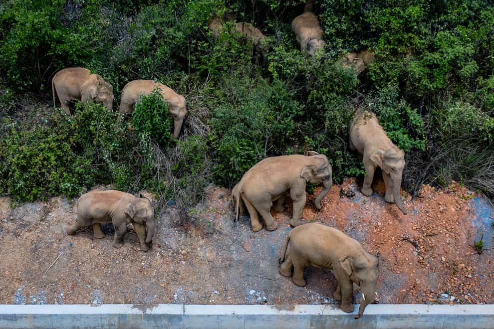 The herd of wild Asian elephants