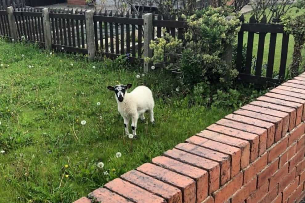 A lamb in a private garden