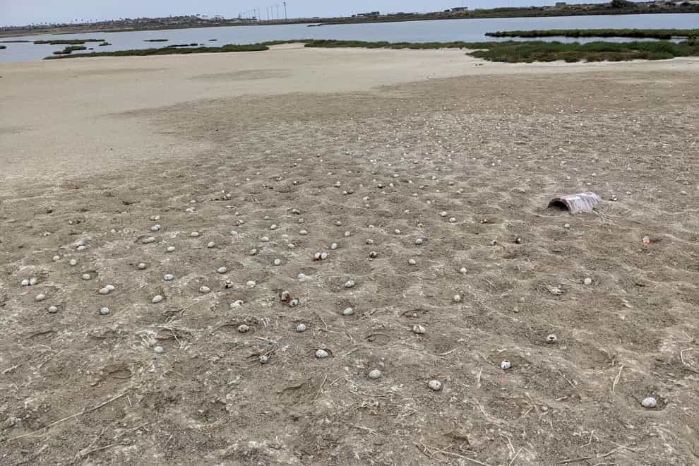 California-Tern Eggs Abandoned