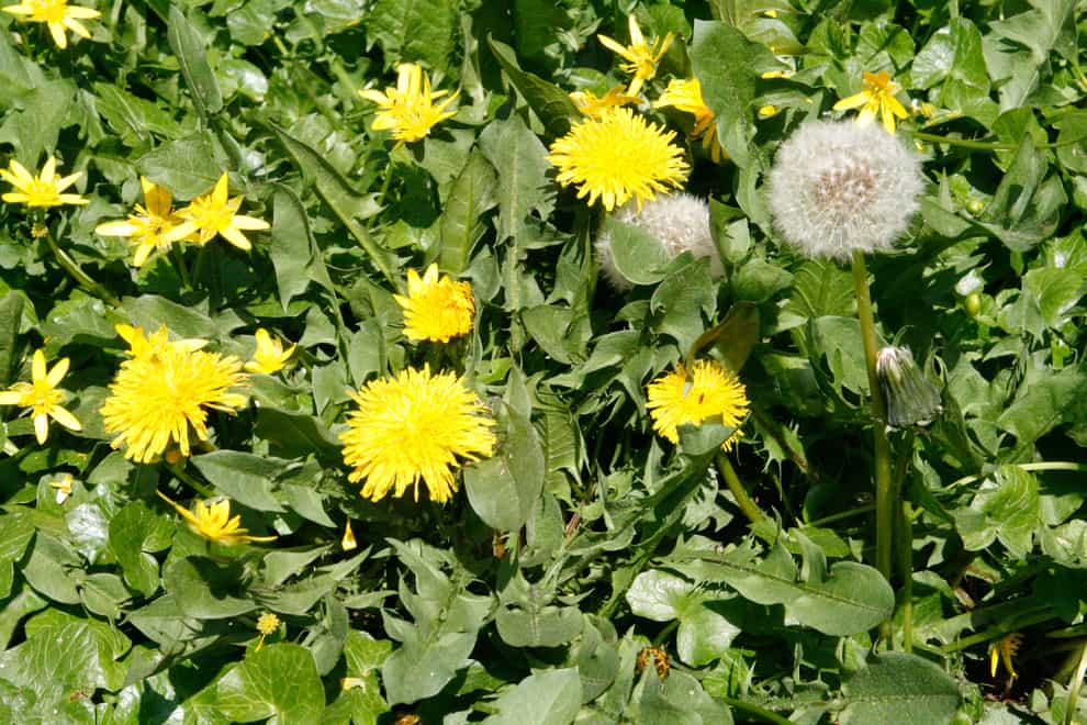 Dandelions and other weeds (Alamy/PA)