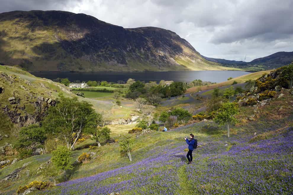 Bluebells in the Lake District