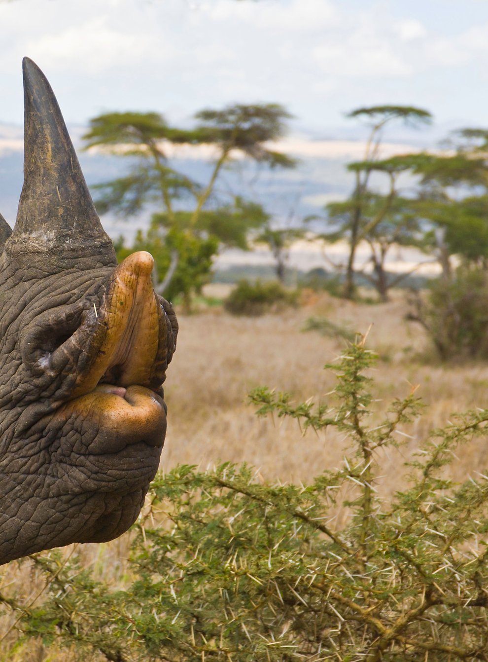 Black rhinoceros, also known as hook-lipped rhino, Lewa Downs Wildlife Conservancy, Kenya