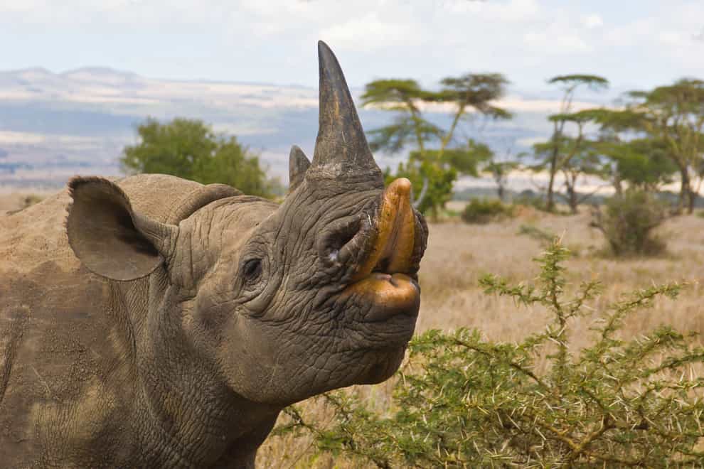 Black rhinoceros, also known as hook-lipped rhino, Lewa Downs Wildlife Conservancy, Kenya
