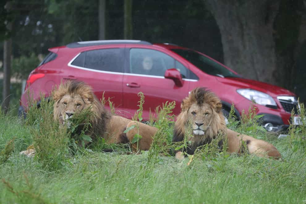 Lions at Blair Drummond Safari Park