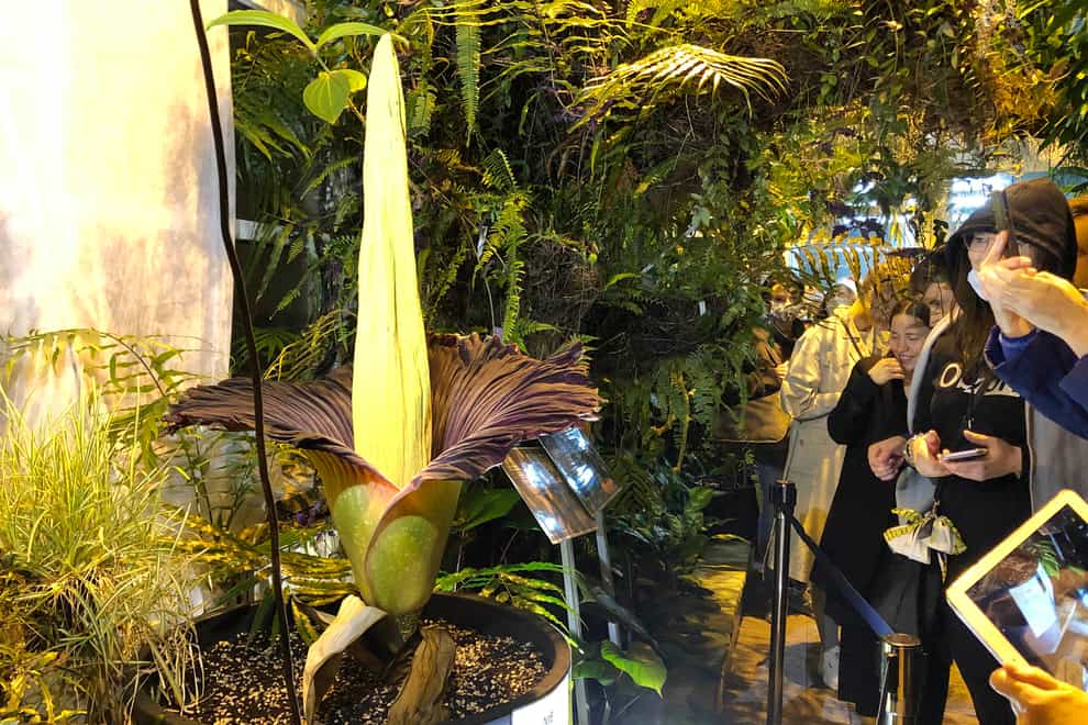 People come to see the rare blooming of the endangered Sumatran Titan arum