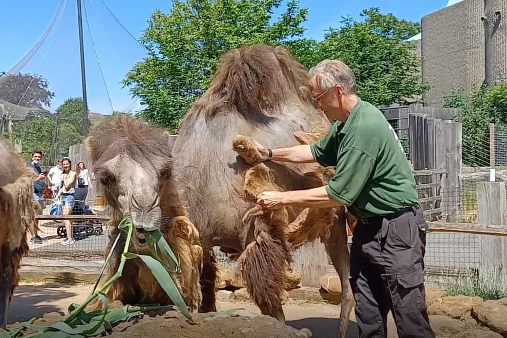 Keeper Mick Tiley gives Bactrian camel Noemie a brush-down