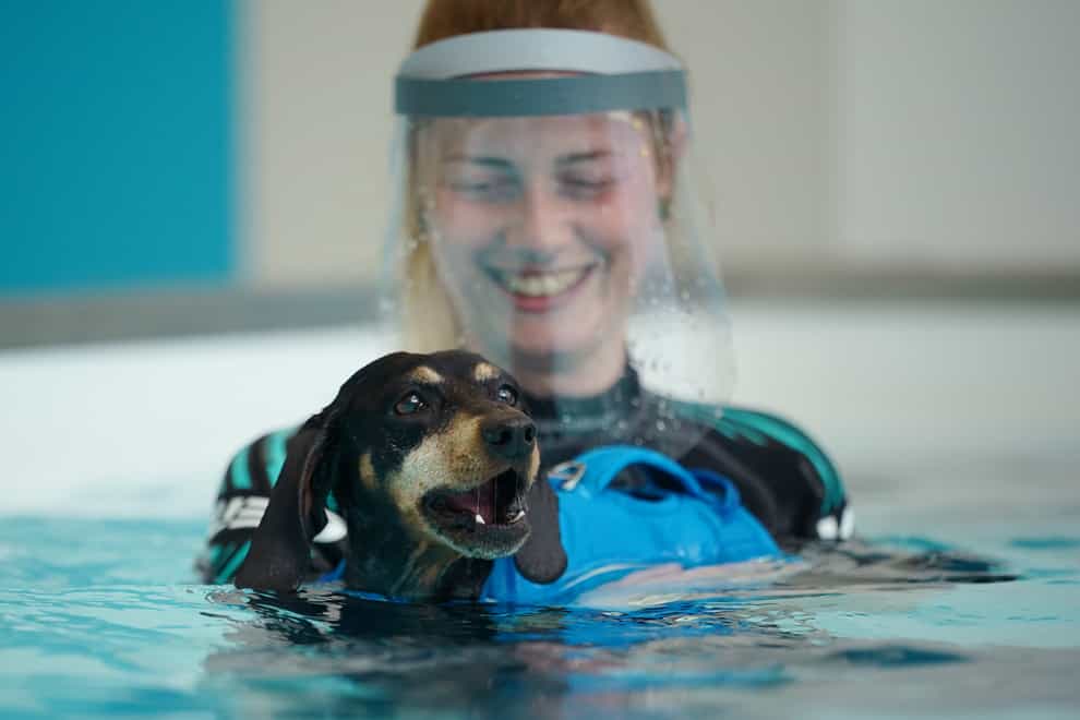 A hydrotherapist with Dixie, a seven-year-old dachshund being treated for back problems at Battersea's new hydrotherapy centre