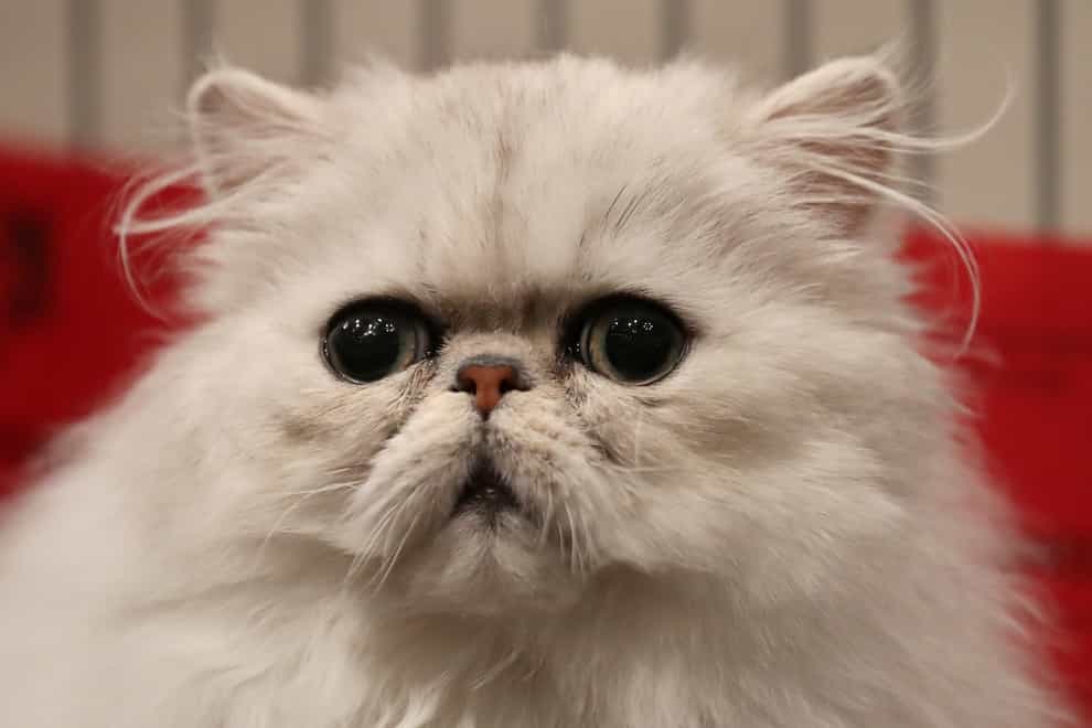 <p>Cat owners have been told to check the food they’re buying</p>