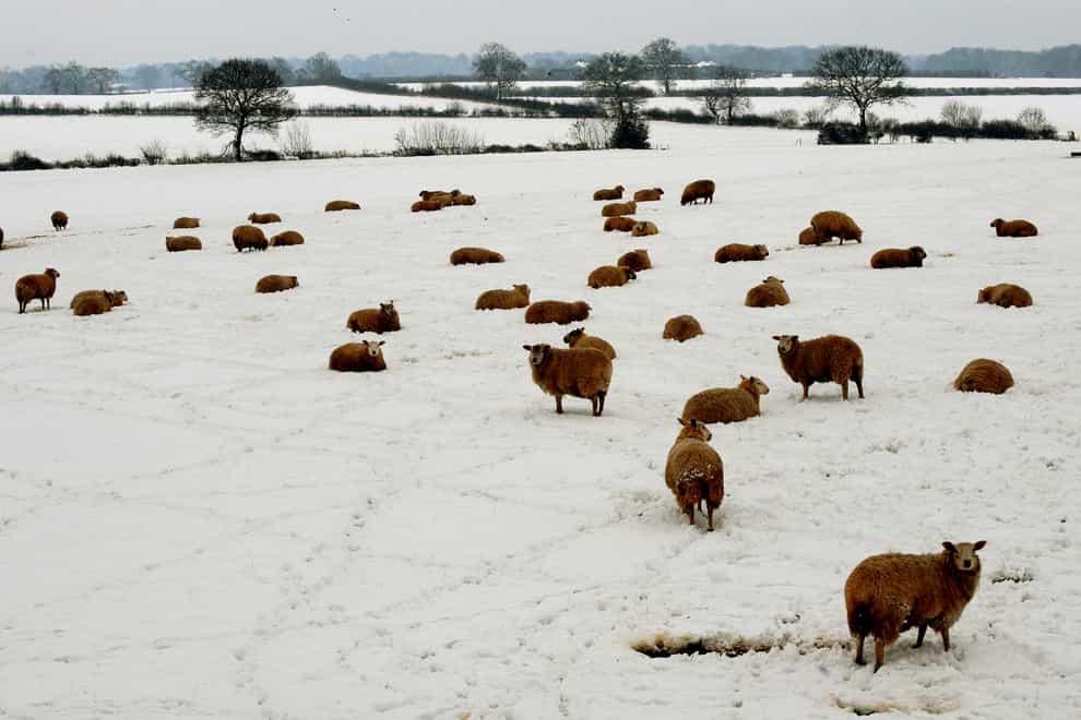 Sheep in a field (Rui Vieira/PA)