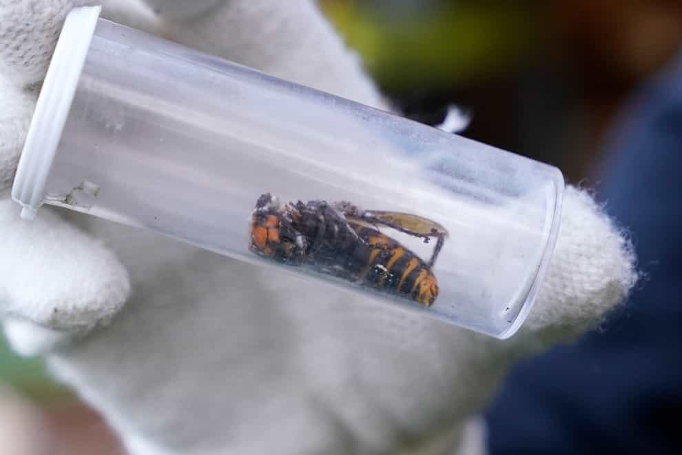 A Washington State Department of Agriculture worker displays an Asian giant hornet taken from a nest (Elaine Thompson/PA)