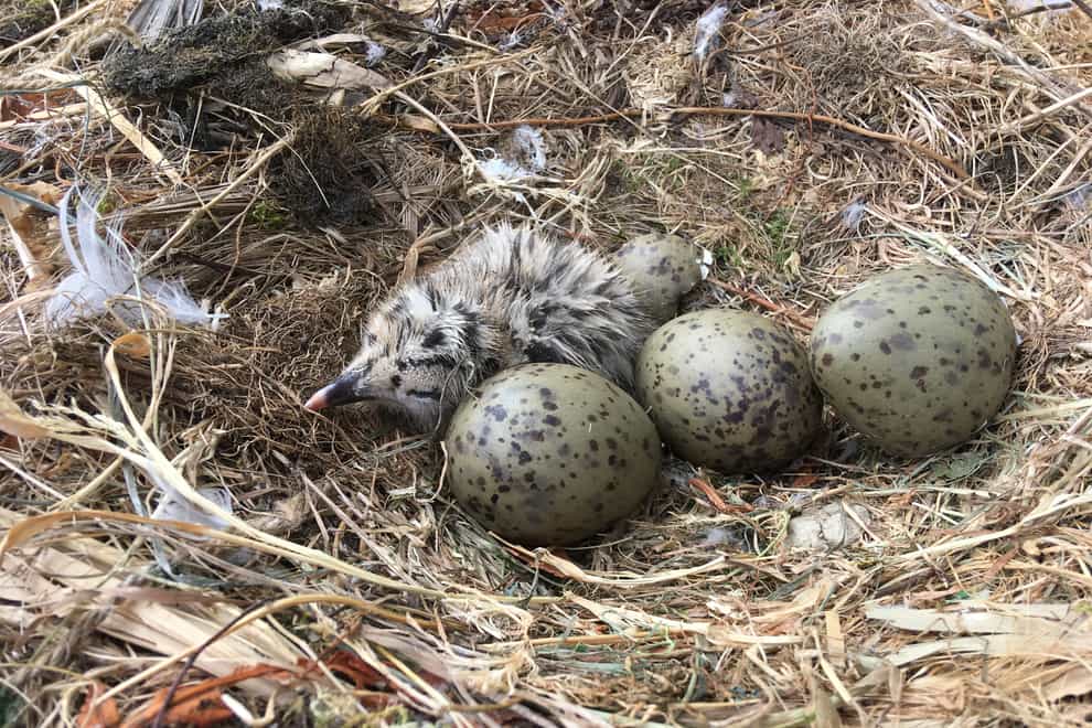 A herring gull chick and eggs