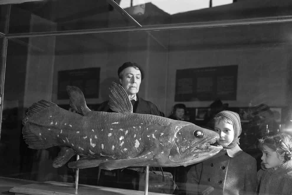 Visitors to the Natural History Museum in Paris look at a coelacanth exhibit