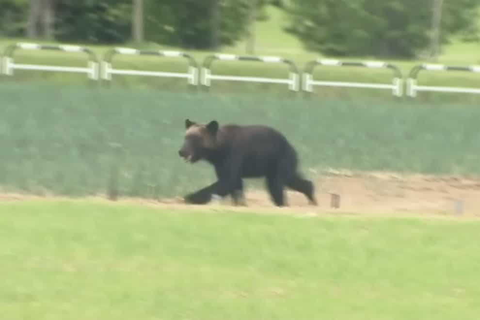Bear on the loose in Japan