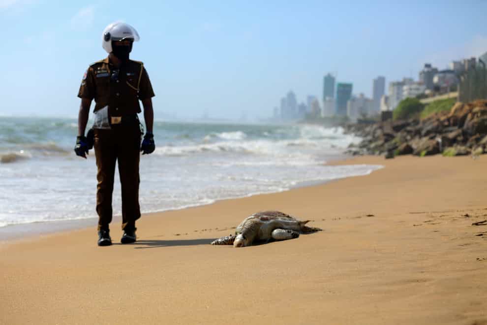 <p>A Sri Lankan policeman looks at a dead turtle that washed ashore in Colombo, Sri Lanka</p>