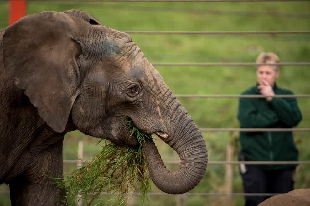 New elephant arrives at Bristol Zoo Gardens