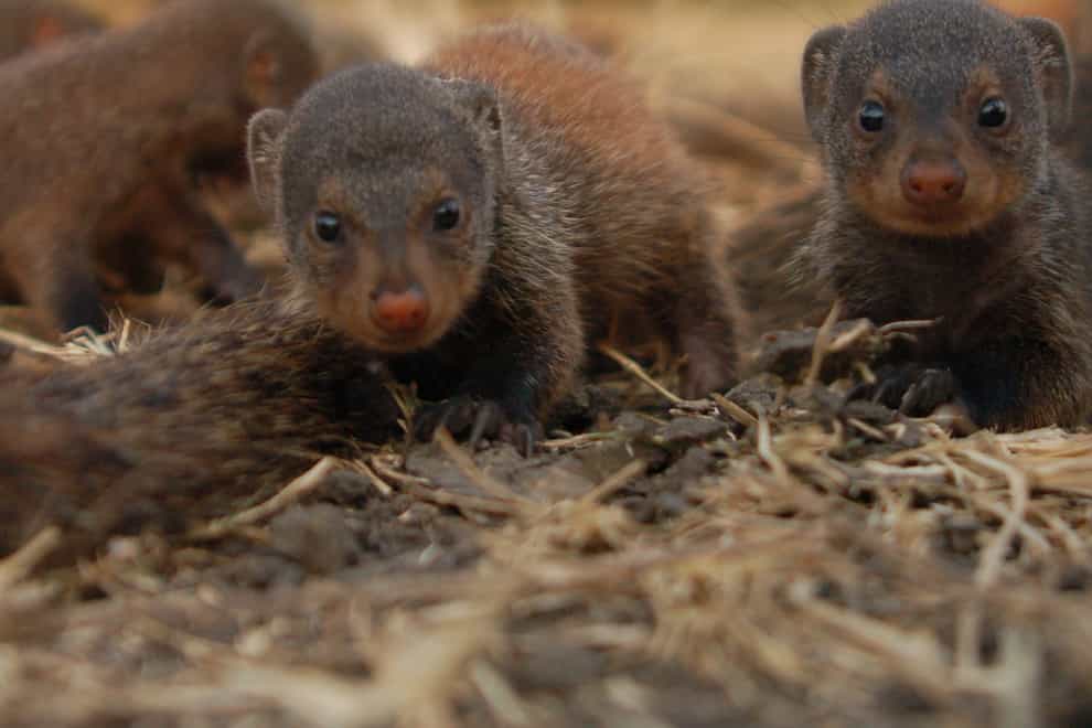 Banded mongooses. Credit Harry Marshall (2)