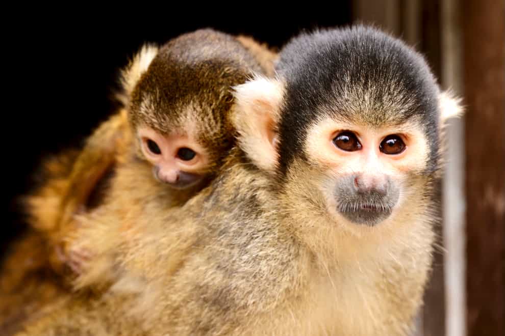Newborn squirrel monkeys welcomed to ZSL London Zoo