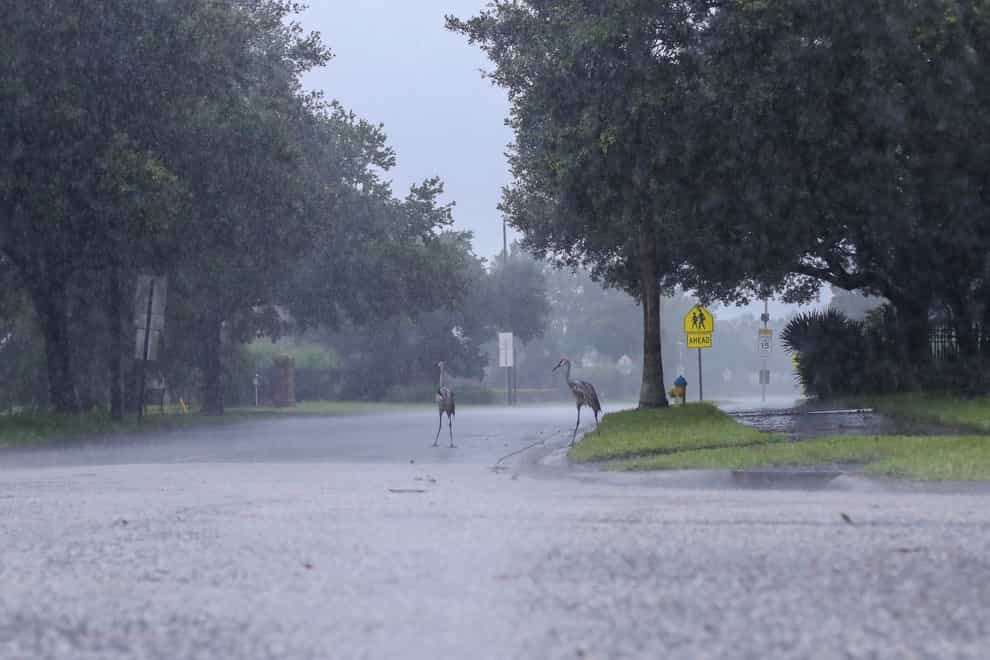 Cranes cross the road during a rainstorm from Tropical Storm Elsa (Tampa Bay Times/AP)