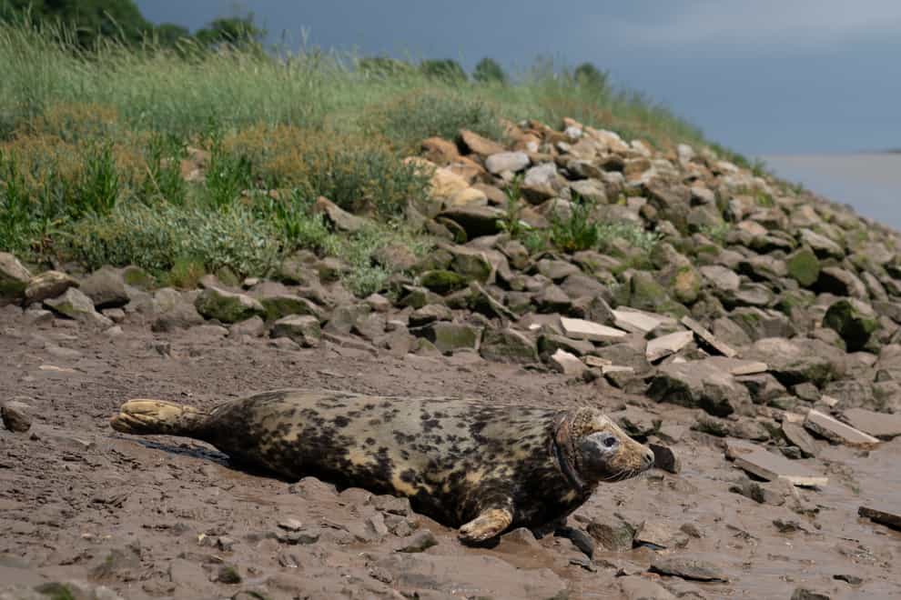 A grey seal nicknamed Mrs Vicar due to the white disc around her neck when she was rescued is released back into the wild at Sutton Bridge in Lincolnshire