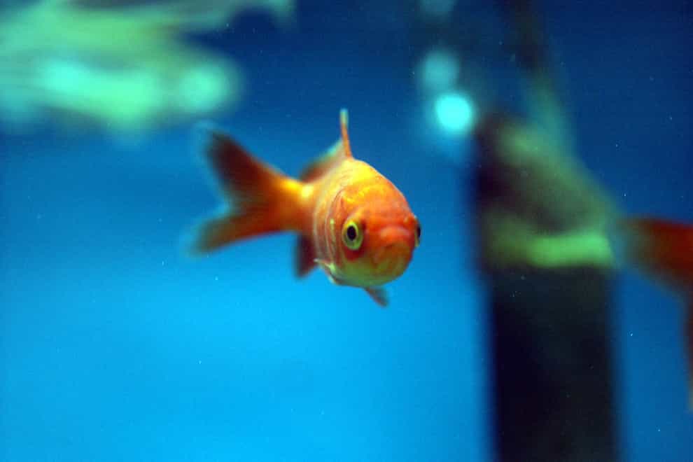 A goldfish swimming inside a fish tank
