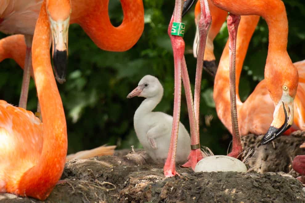 Flamingo chick born at ZSL Whipsnade Zoo