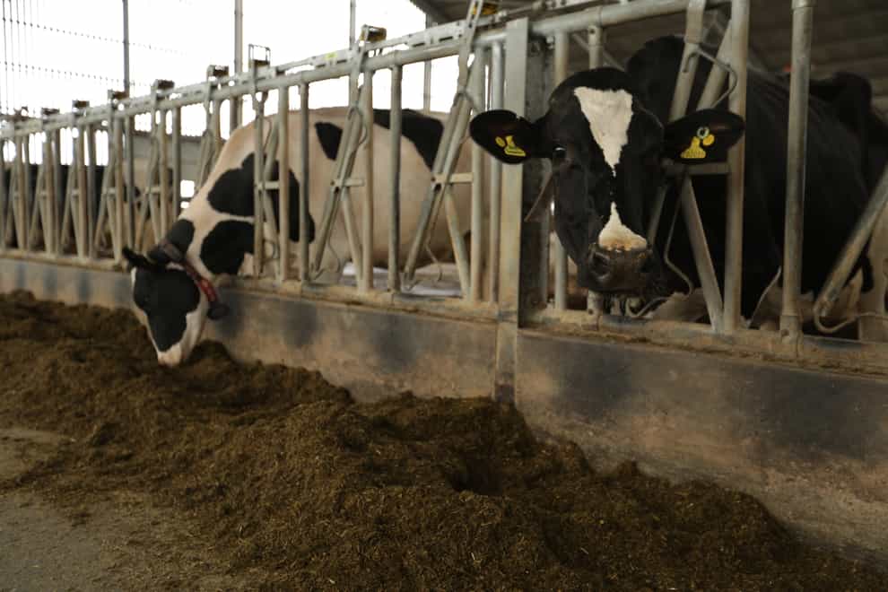 Cows taking part in trials of a methane-reducing food supplement