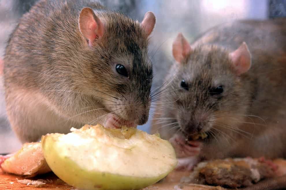 Rats eating an apple slice